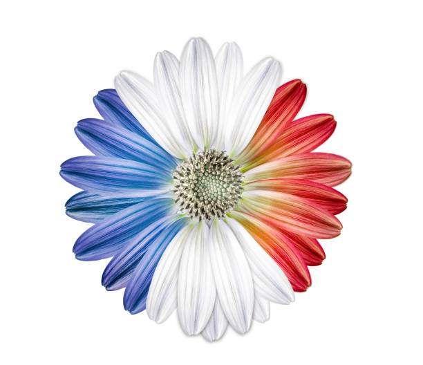 istock French nature flower flag colours 528564512