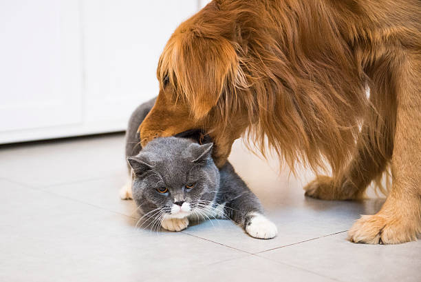 istock Gray cat and golden retriever 528564664