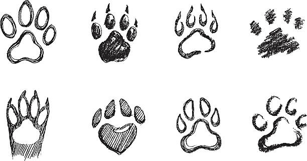 набор с изображением лапы - animal track stock illustrations