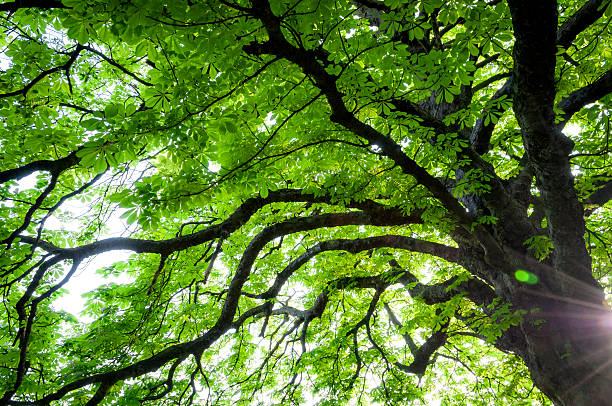 auf der suche nach oben auf eine kastanie im frühling - chestnut tree leaf sunlight tree stock-fotos und bilder