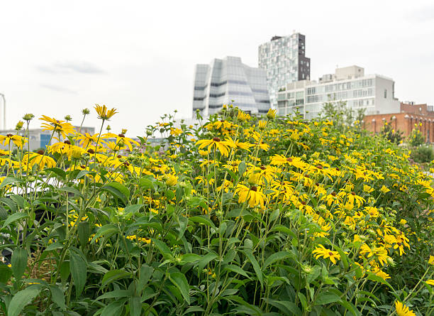 istock New York City, High Line Park Views 528566290