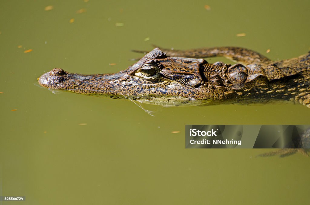 Spectacled Caiman Caiman Crocodilus Stock Photo - Download Image Now -  Animal Body Part, Animal Head, Animal Wildlife - iStock