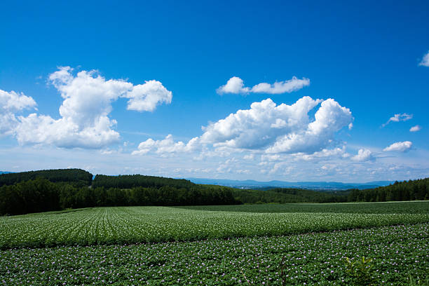 istock Potato field and the blue sky 528567418