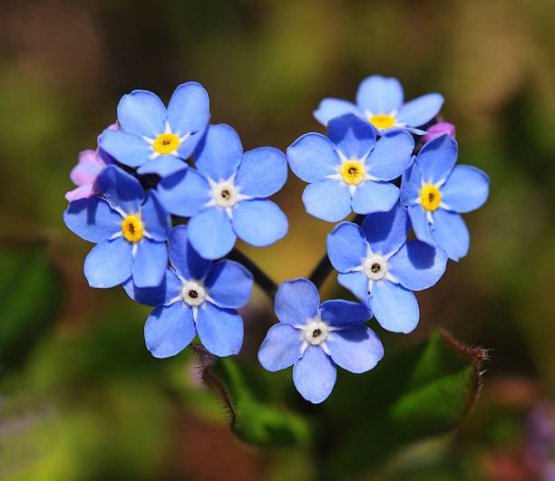 forget me not stock photo