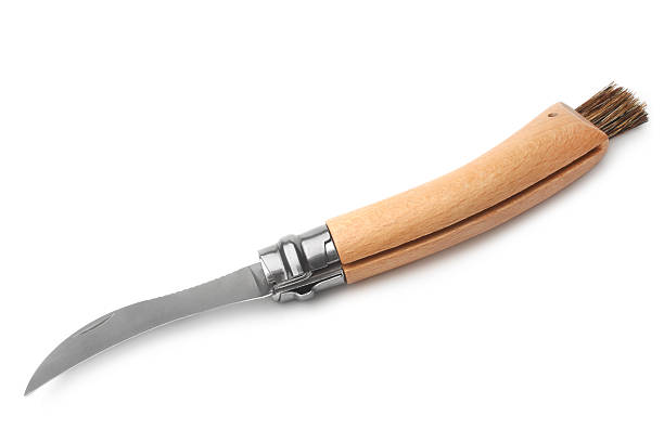 istock Clasp knife with brush for mushroomon 528568892