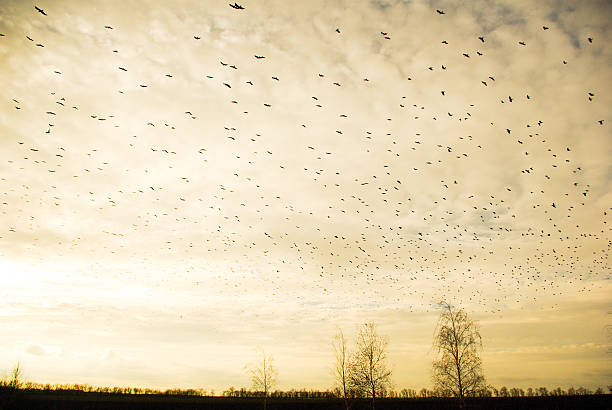 istock Sky full of birds 528569166