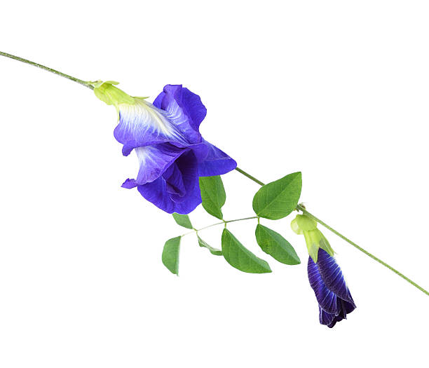 istock Butterfly Pea isolated on white background 528569394