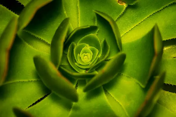 Extreme closeup of a beautiful Hen and Chicks or Rosette or stone lotus plant nematodes in a garden