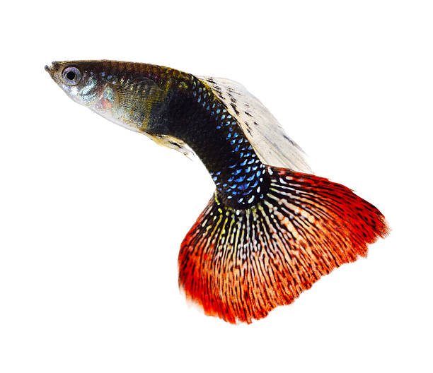 istock Beautiful guppy isolated on white Background. 528570494