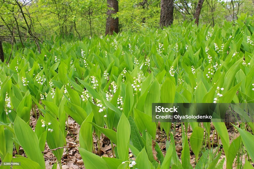 Lilies of the valley in the forest White lilies of the valley in the forest Boredom Stock Photo