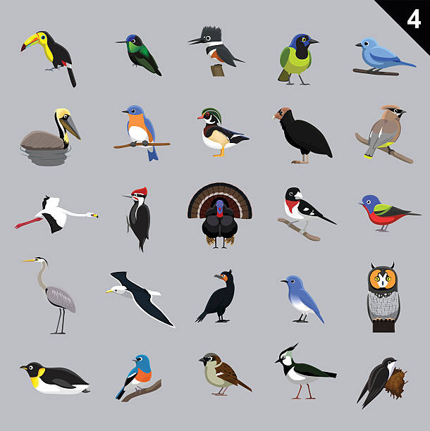 Various Birds Cartoon Vector Illustration 4 Animal Cartoon EPS10 File Format bunt stock illustrations