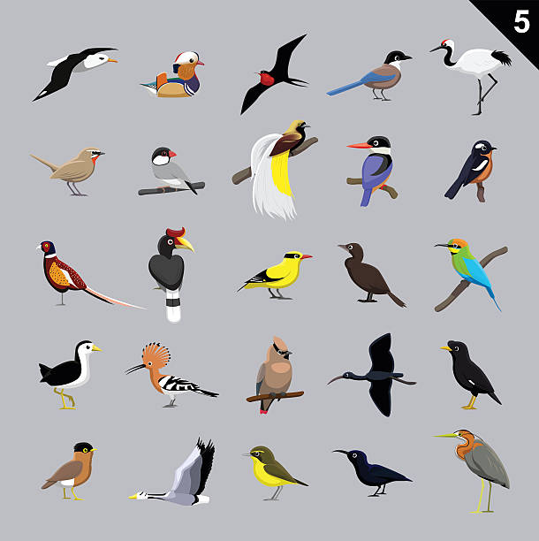 verschiedene vogelarten comic vektor-illustration 5 - nashornvogel stock-grafiken, -clipart, -cartoons und -symbole