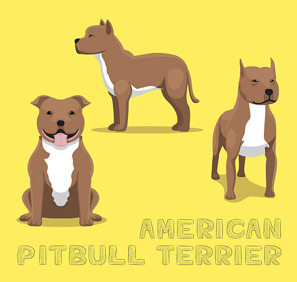 dog american pitbull terrier cartoon vector illustration - 比特犬 幅插畫檔、美工圖案、卡通及圖標