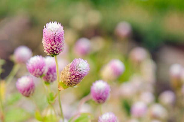 istock Globe Amaranth Flower with selective focus and blurred backgroun 528571746