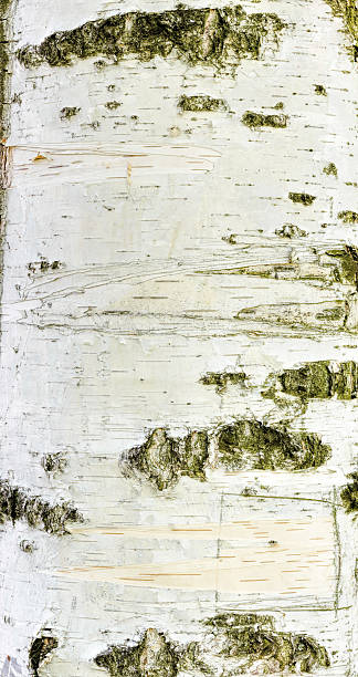 istock Detail of Brich Bark Texture 528572402