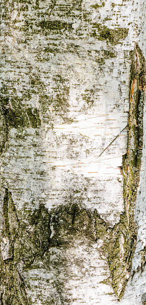 istock Detail of Brich Bark Texture 528572434