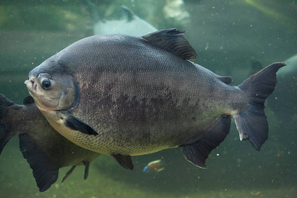 istock Tambaqui (Colossoma macropomum), also known as the giant pacu. 528572690