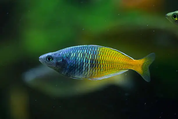 Boeseman's rainbowfish (Melanotaenia boesemani). Wild life animal.