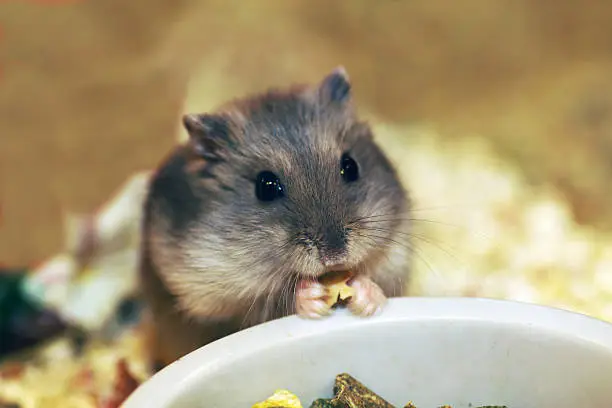 Hamster eating from the food bowl