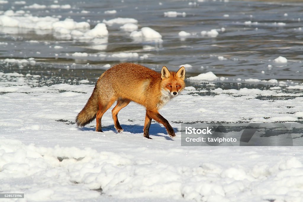 Wild Red Fox On Ice Stock Photo - Download Image Now - Alertness, Animal,  Animal Hair - iStock