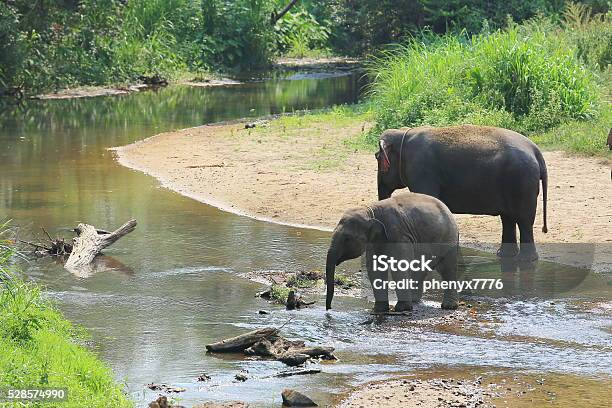 Elephant Splashing With Water While Taking A Bath Stock Photo - Download  Image Now - Animal, Animal Wildlife, Animals In The Wild - iStock