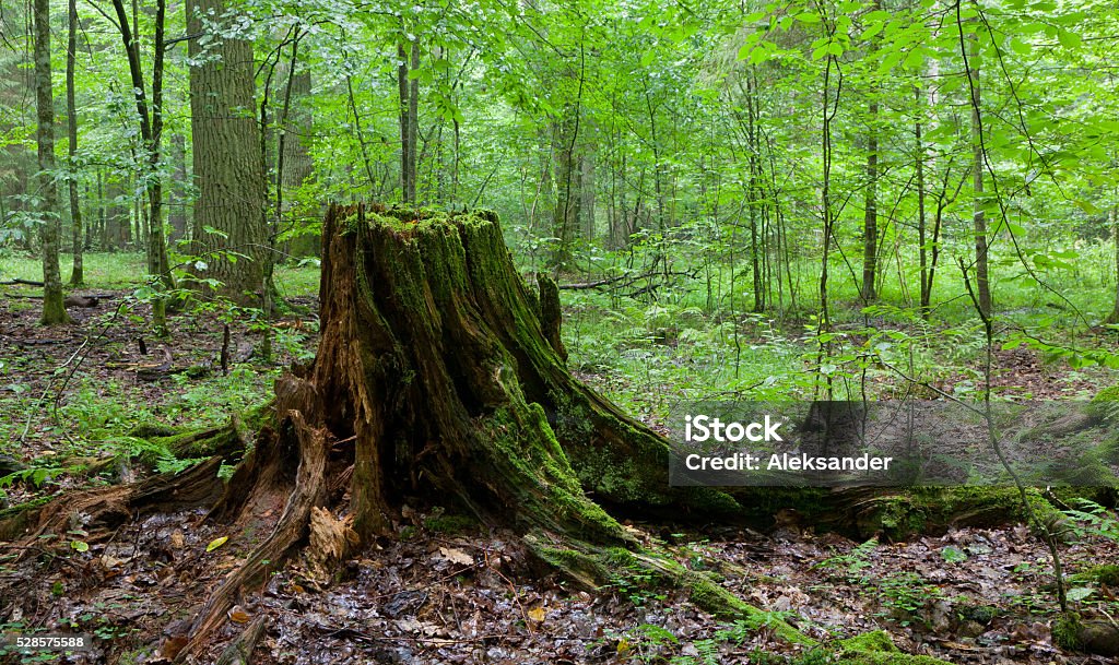 Partly declined stump in front of deciduous trees Partly declined stump in front of deciduous trees inside deciduous springtime forest,Bialowieza forest,Poland,Europe Tree Stump Stock Photo