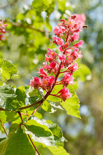 istock Aesculus x Carnea, or Red Horse-chestnut Flower 528575780