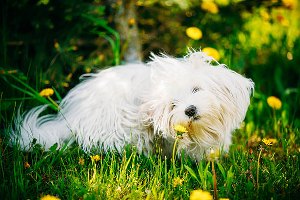Funny White Bichon Bolognese Dog Sitting In Green Grass and sniffs dandelion flowers in Park