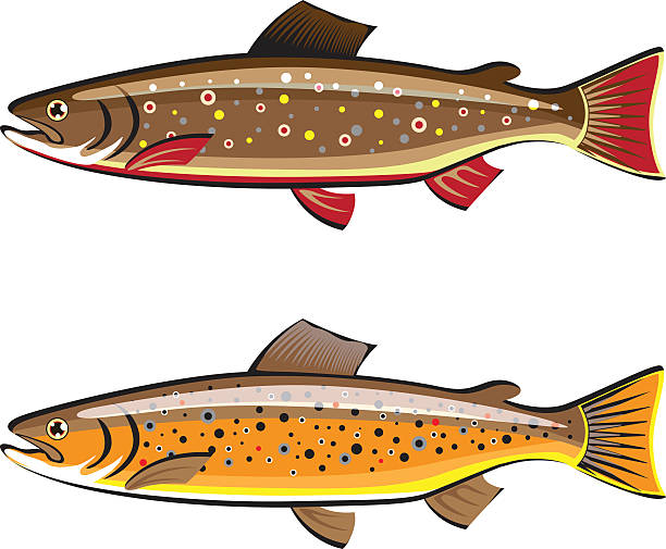 ilustraciones, imágenes clip art, dibujos animados e iconos de stock de marrón y un riachuelo trucha vector de de peces - speckled trout illustrations