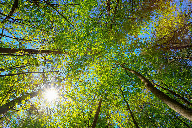 istock Spring Summer Sun Shining Through Canopy Of Tall Trees Woods. 528576556