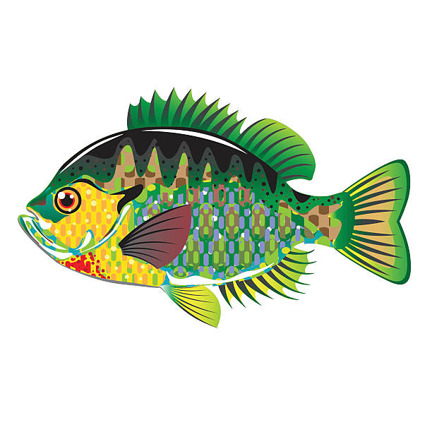 Okonia Panfish WEKTOR – artystyczna grafika wektorowa