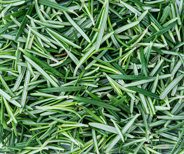Fresh Rosemary