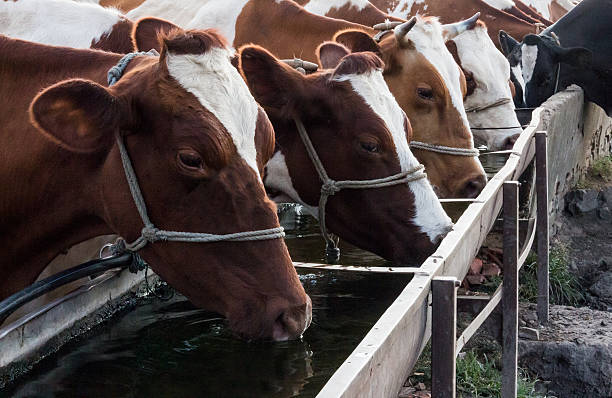 istock Cows drink water from the trough 528577106