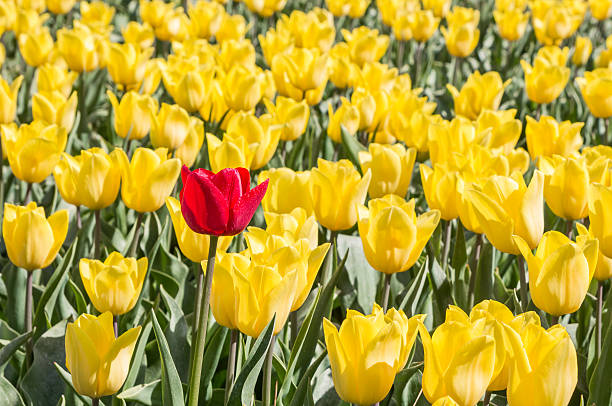 istock Single red tulip among many yellow tulips 528577438