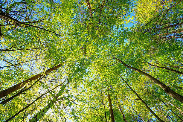 istock Spring Sun Shining Through Canopy Of Tall Trees Woods. Sunlight 528577652
