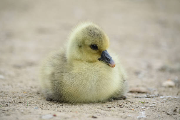 istock Greylag Gosling Baby / Chick / Sitting Down 528579764