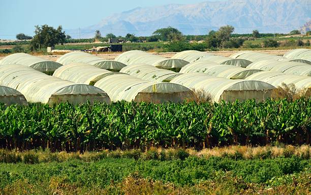 Greenhouses on the Lisan Peninsula, Dead Sea, Jordan stock photo