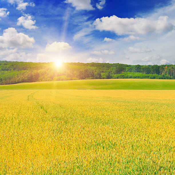 istock wheat field and sunrise in the blue sky 528581264