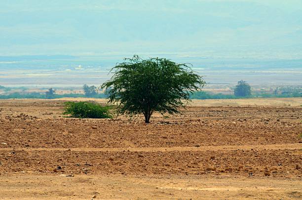 Solitary tree by the Dead Sea, Jordan