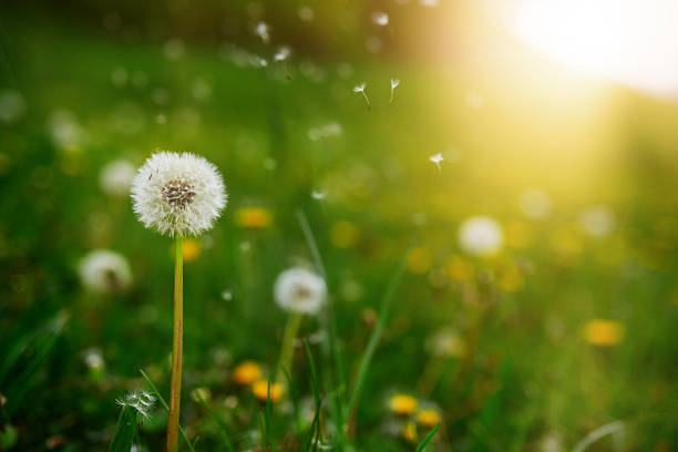 istock beauty in nature, dandelions in the sunlight 528581714