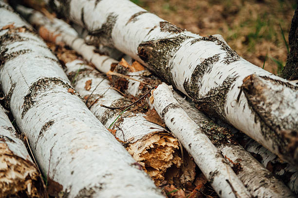 istock pieces of logs birch on a green grass 528582178