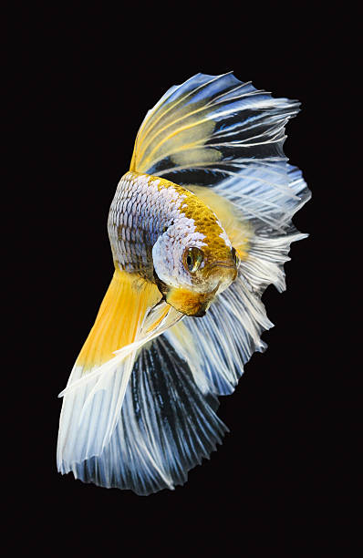 istock Betta fish, siamese fighting fish, betta splendens (Halfmoon bet 528583034