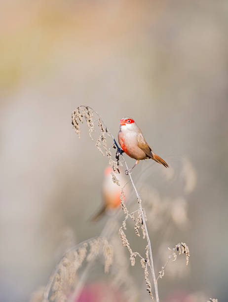 istock peak coral, estrilda astrild 528583242