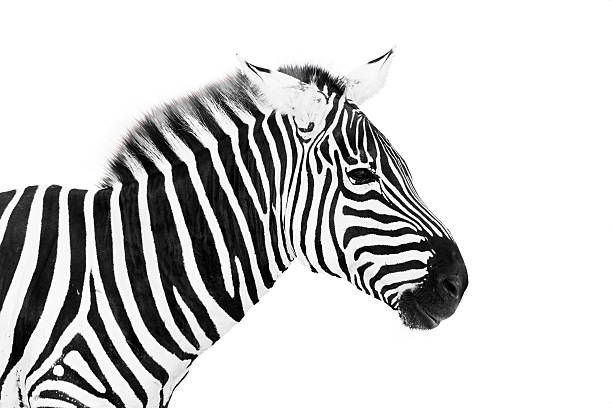 istock Young male zebra head isolated on white background 528583310