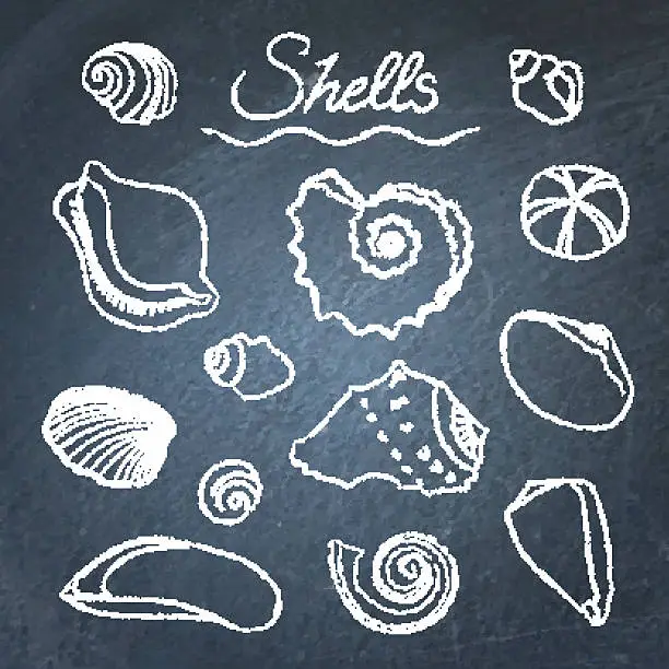 Vector illustration of Set of shells on chalkboard
