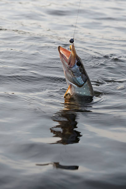 istock Hooked pike is trying to escape 528583801
