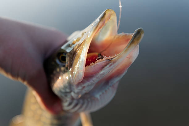 istock Northern pike in fisherman's hand 528583805