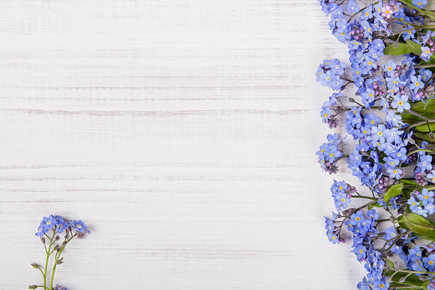 azul flores sobre fundo branco - miosótis imagens e fotografias de stock