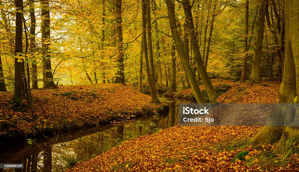 Fall Beech tree forest creek Creek in a Beech tree forest on a beautiful day in the Fall. Autumn Stock Photo