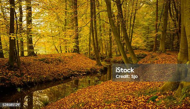 Fall Beech Tree Forest Creek Stock Photo - Download Image Now - Autumn, Beauty In Nature, Beech Tree